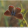 polyom bellargus imago14 kher